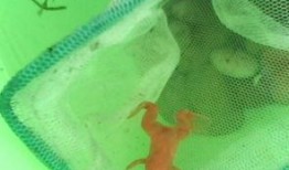 激素蛙养殖爆料视频,揭秘养殖背后的秘密与争议