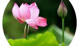 叶兰爆料视频大全集,揭秘娱乐圈幕后真相