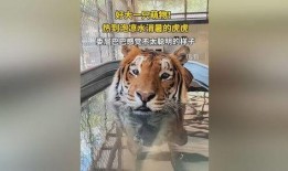 虎虎大爆料视频