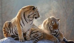 虎虎大爆料视频