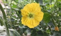 静海吃瓜的网红,揭秘网络红人的幕后生活