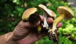 今日爆料蘑菇巴拉