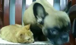 棕兔x在线观看,在线观看，探索未知奇幻世界