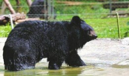 黑龙江黑熊爆料新闻,揭秘当地惊天秘密