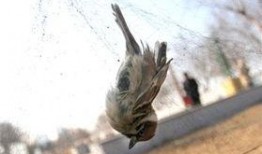 小花爆料了鸟大爷原视频,鸟大爷原视频背后的故事