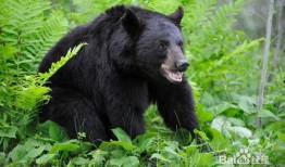 黑龙江黑熊爆料新闻,揭秘当地惊天秘密