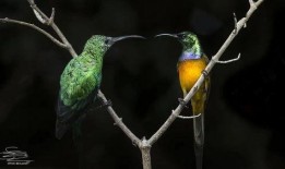 小花爆料了鸟大爷原视频,鸟大爷原视频背后的故事