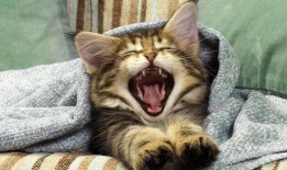 小猫有趣爆料视频下载安装,萌宠视频下载安装攻略全解析