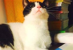 娱乐吃瓜酱猫妈妈视频大全,萌宠视频大全集锦