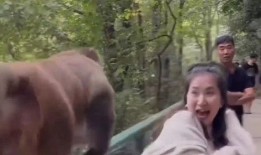 在线观看兽性难训,一场关于人性与野性的心灵较量