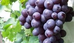 玫瑰葡萄爆料怎么做视频,揭秘视频制作全攻略