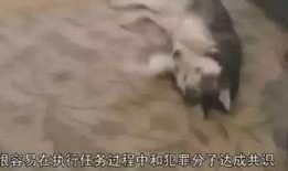 在线观看兽性难训,一场关于人性与野性的心灵较量