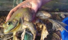 激素蛙养殖爆料视频,揭秘养殖背后的秘密与争议