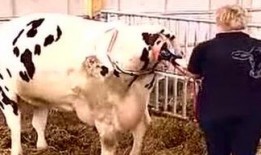 六公主爆料黄牛视频大全,揭秘黄牛视频大全背后的惊人真相