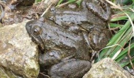 激素蛙养殖爆料视频,揭秘养殖背后的秘密与争议