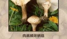 今日爆料蘑菇巴拉